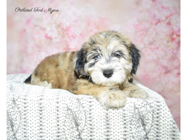 Whoodle-DOG-Female-Chocolate Merle-22594-Petland Fort Myers, Florida