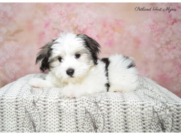 Coton De Tulear DOG Male Brindle & White 22585 Petland Fort Myers, Florida