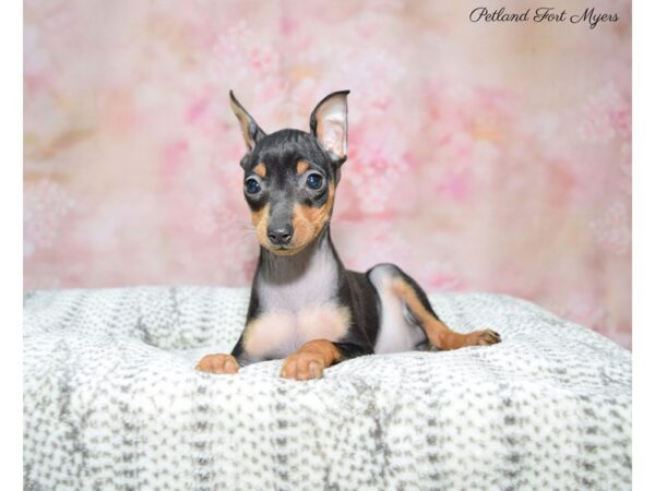 Miniature Pinscher-DOG-Male-Black & Tan-22630-Petland Fort Myers, Florida