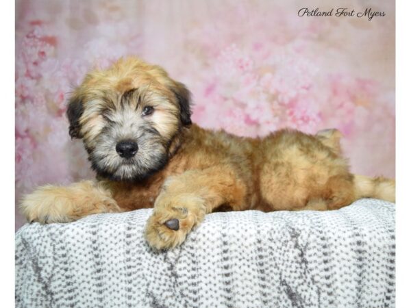 Soft Coated Wheaten Terrier-DOG-Male-Wheaten-22629-Petland Fort Myers, Florida