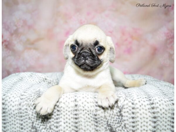 Pug DOG Female Fawn 22627 Petland Fort Myers, Florida