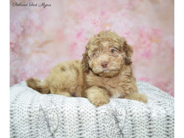 Labradoodle Mini 2nd Gen DOG Female Chocolate Merle 22626 Petland Fort Myers, Florida