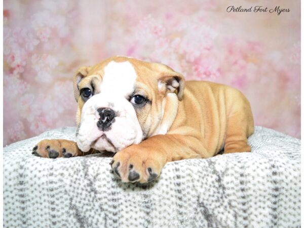 Bulldog DOG Male Red & White 22625 Petland Fort Myers, Florida