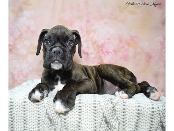 Boxer DOG Male Brindle 22624 Petland Fort Myers, Florida