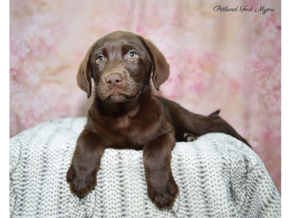 Labrador Retriever DOG Female Chocolate 22623 Petland Fort Myers, Florida