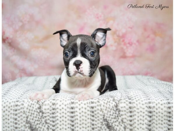 Boston Terrier DOG Male Black & White 22622 Petland Fort Myers, Florida