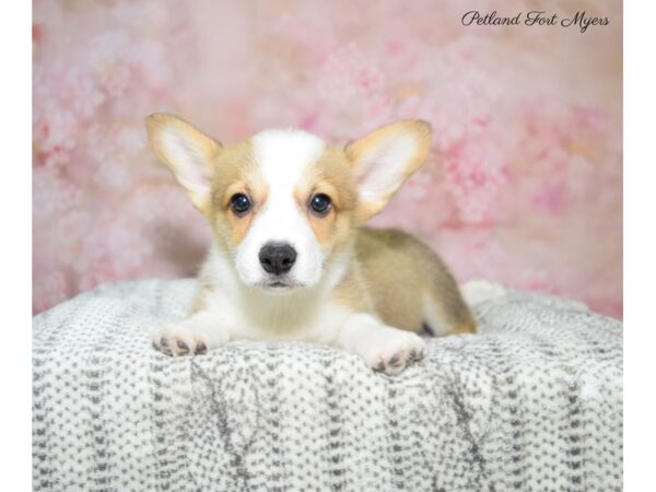 Pembroke Welsh Corgi DOG Male Sbl & Tn 22620 Petland Fort Myers, Florida