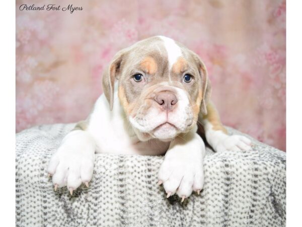 Victorian Bulldog DOG Male Bl Wh & Tn 22619 Petland Fort Myers, Florida