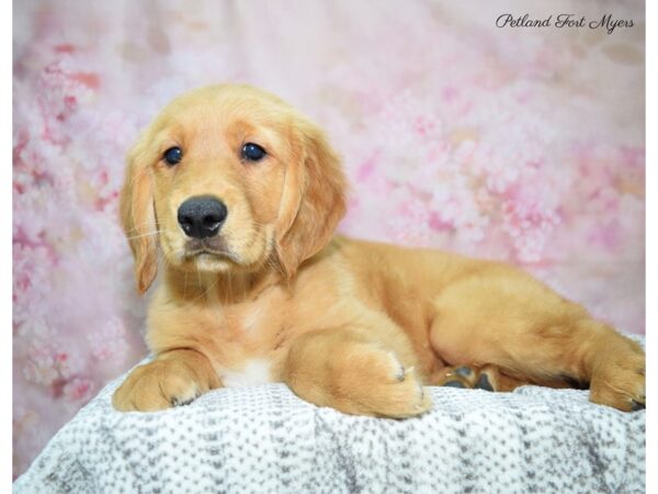 Golden Retriever DOG Male Golden 22618 Petland Fort Myers, Florida