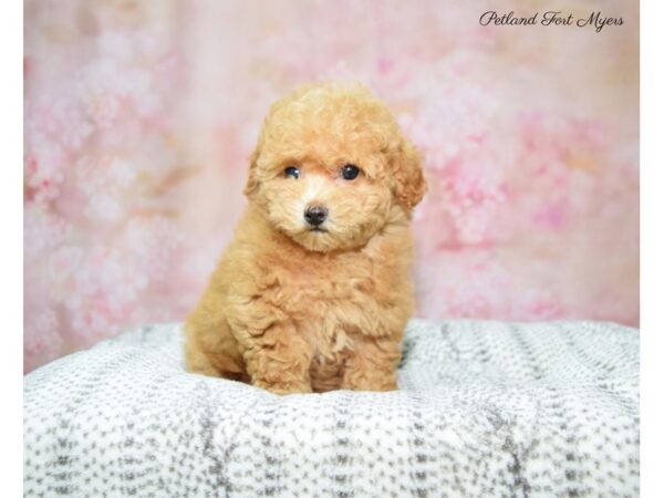 Miniature Poodle DOG Female Apricot 22617 Petland Fort Myers, Florida