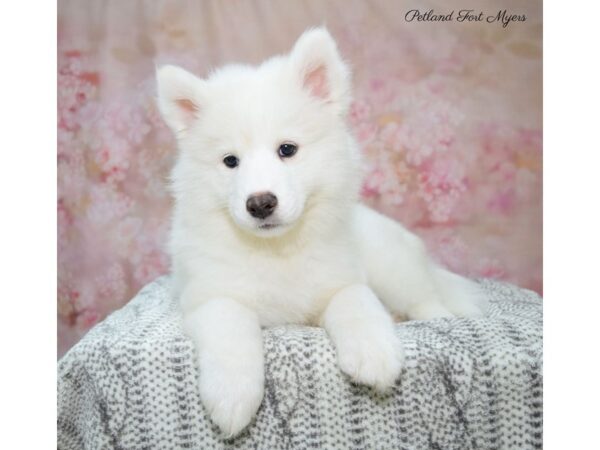 Samoyed DOG Female White 22614 Petland Fort Myers, Florida