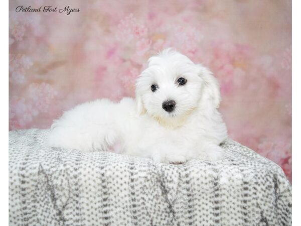 Hava Chon DOG Male Wh 22613 Petland Fort Myers, Florida