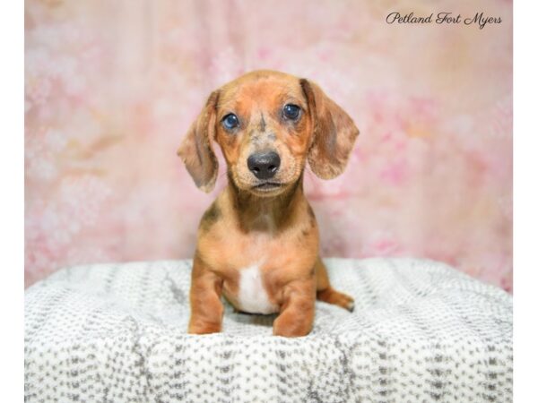 Dachshund DOG Female Chcoclate 22611 Petland Fort Myers, Florida