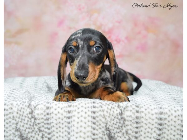 Dachshund Puppy Black / Tan ID:6766 Located at Petland