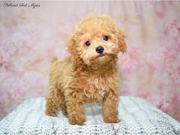 Poodle DOG Female Apricot 22609 Petland Fort Myers, Florida