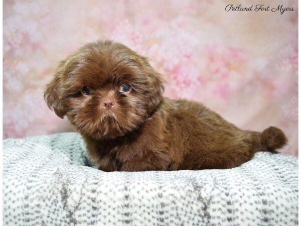 Shih Tzu DOG Male Chocolate 22608 Petland Fort Myers, Florida