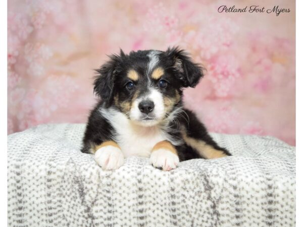 Minature Australian Shepherd DOG Female Black Tri 22607 Petland Fort Myers, Florida