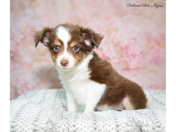 Miniature Australian Shepherd DOG Female Red Tri 22606 Petland Fort Myers, Florida