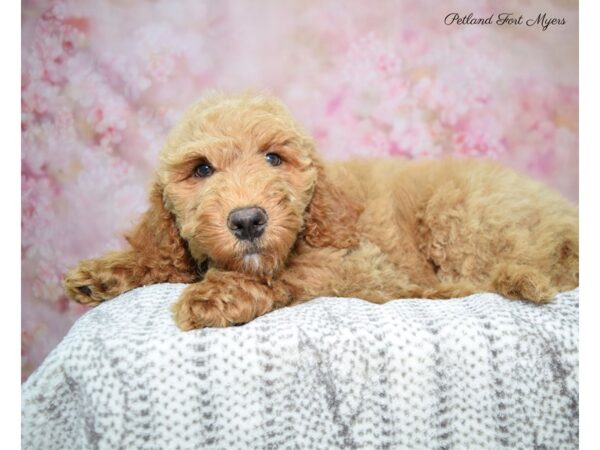 Goldendoodle DOG Female Red 22605 Petland Fort Myers, Florida