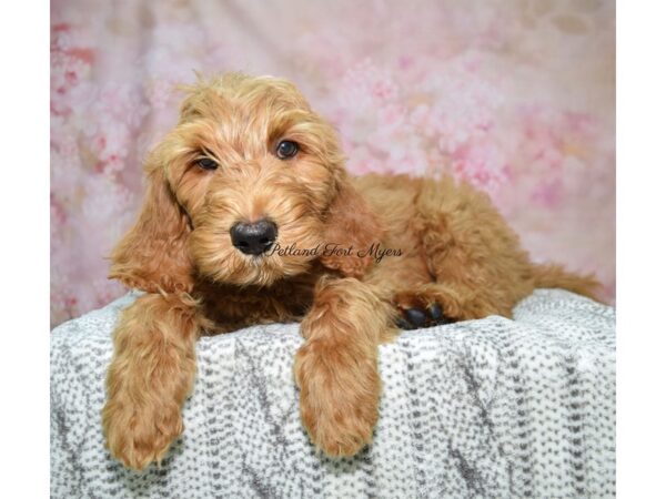 Goldendoodle DOG Male Red 22604 Petland Fort Myers, Florida