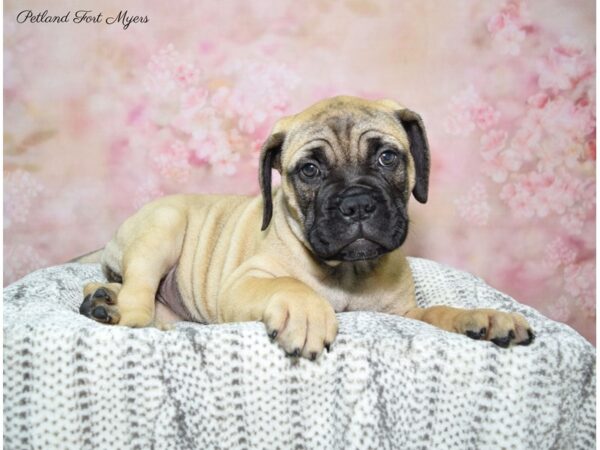 Bullmastiff DOG Female Fawn 22663 Petland Fort Myers, Florida