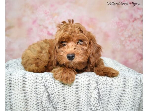 Cava Poo/Poo-DOG-Male-Red-22662-Petland Fort Myers, Florida