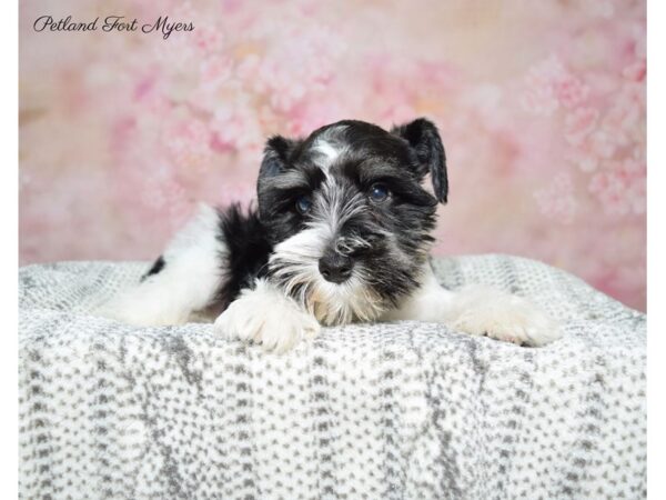 Miniature Schnauzer DOG Male Black & White 22661 Petland Fort Myers, Florida