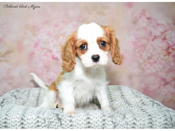 Cavalier King Charles Spaniel DOG Female Blenheim 22659 Petland Fort Myers, Florida