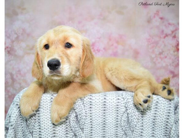 Golden Retriever DOG Female Golden 22658 Petland Fort Myers, Florida