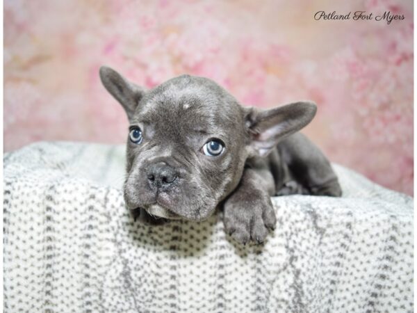 French Bulldog DOG Male BL 22657 Petland Fort Myers, Florida