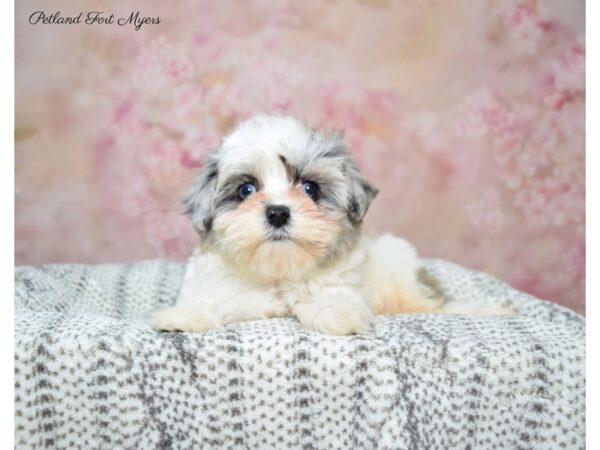 Maltese/Poodle DOG Female Blue Merle, Parti 22656 Petland Fort Myers, Florida