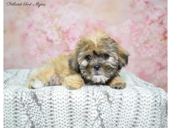 Shih Tzu / Yorkie DOG Female Chocolate Gold 22654 Petland Fort Myers, Florida