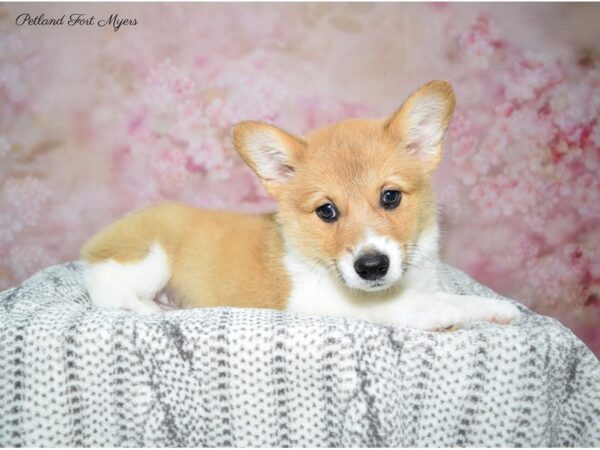 Pembroke Welsh Corgi DOG Female Red & White 22653 Petland Fort Myers, Florida