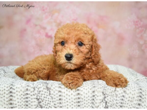 Poodle DOG Male Red 22651 Petland Fort Myers, Florida