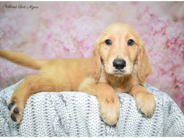 Golden Retriever DOG Male Golden 22650 Petland Fort Myers, Florida