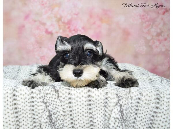 Miniature Schnauzer DOG Female Black & Silver 22649 Petland Fort Myers, Florida