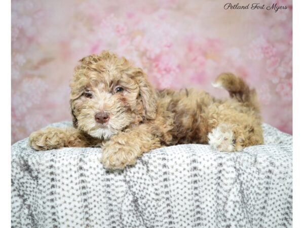 2nd Generation Mini Labradoodle DOG Female Chocolate Merle 22648 Petland Fort Myers, Florida