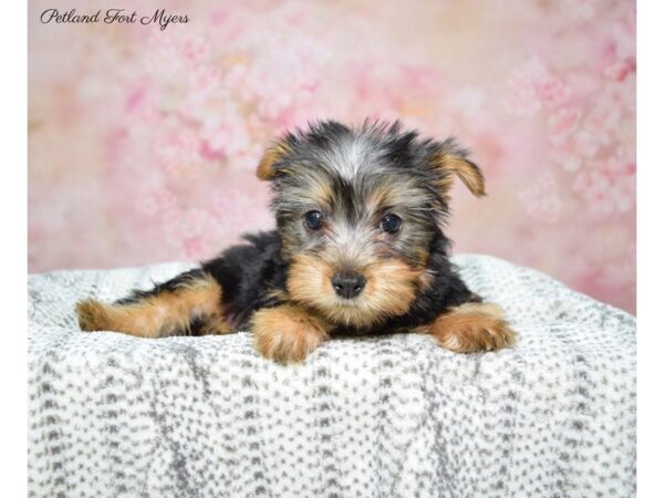 Silky Terrier DOG Female Black & Tan 22647 Petland Fort Myers, Florida