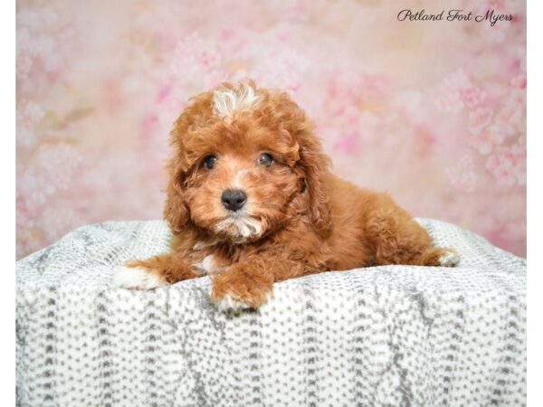 Cava Poo/Poo DOG Female Red 22646 Petland Fort Myers, Florida