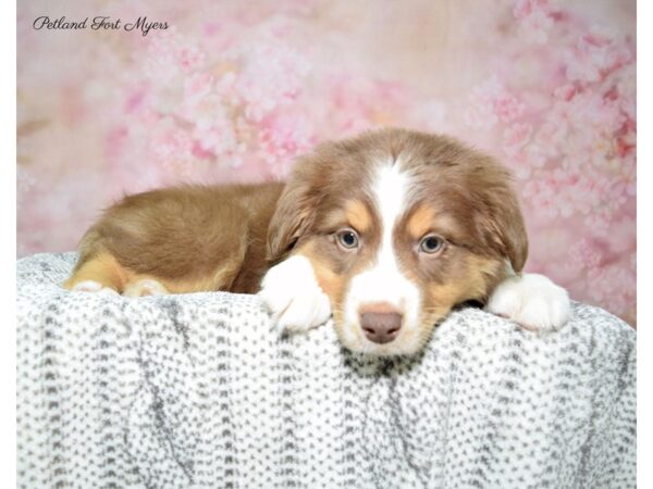 Miniature Australian Shepherd DOG Male Red 22645 Petland Fort Myers, Florida