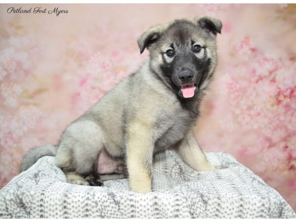 Norwegian Elkhound DOG Male Gr Black & Silver 22642 Petland Fort Myers, Florida