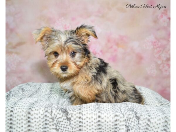 Yorkshire Terrier DOG Male Black & Tan 22641 Petland Fort Myers, Florida