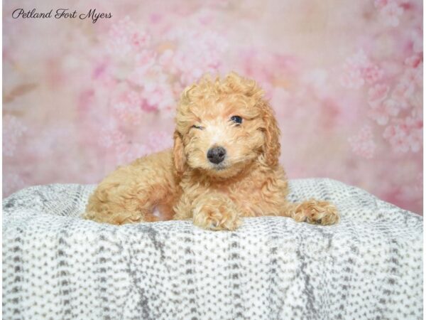 Poodle/Goldendoodle DOG Male Apricot 22640 Petland Fort Myers, Florida