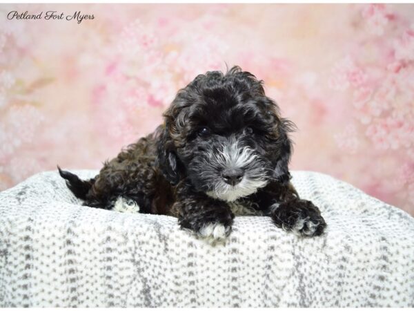 Poodle/Havanese DOG Female Chocolate 22639 Petland Fort Myers, Florida