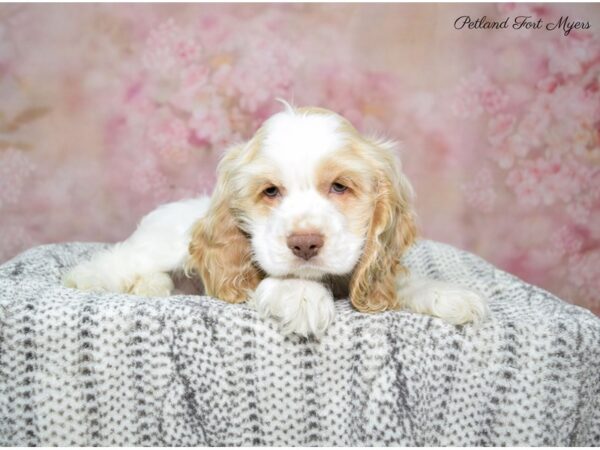 Cocker Spaniel DOG Male White 22638 Petland Fort Myers, Florida