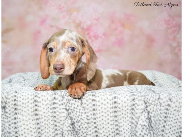 Dachshund DOG Female Chocolate, Dapple 22637 Petland Fort Myers, Florida