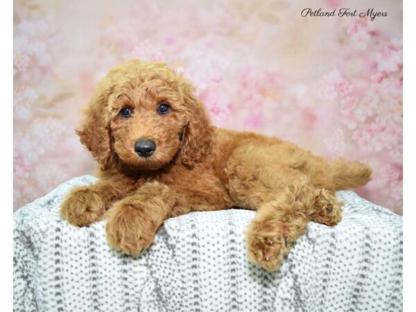 Goldendoodle DOG Male Red 22630 Petland Fort Myers, Florida