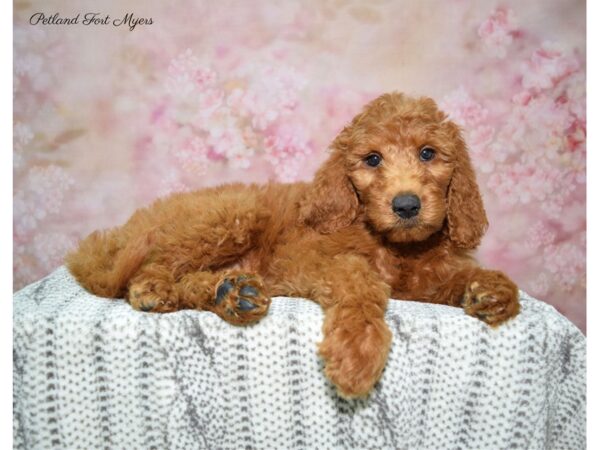 Goldendoodle DOG Female Red 22631 Petland Fort Myers, Florida