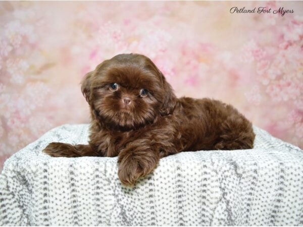 Shih Tzu DOG Female Chocolate 22632 Petland Fort Myers, Florida