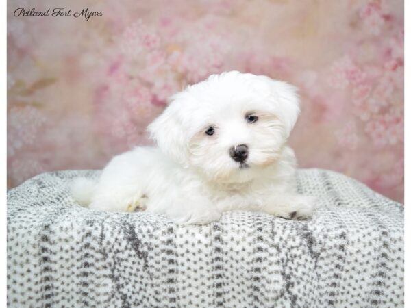 Maltese DOG Male White 22635 Petland Fort Myers, Florida